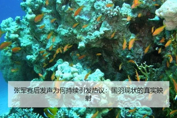 张军赛后发声为何持续引发热议：国羽现状的真实映射